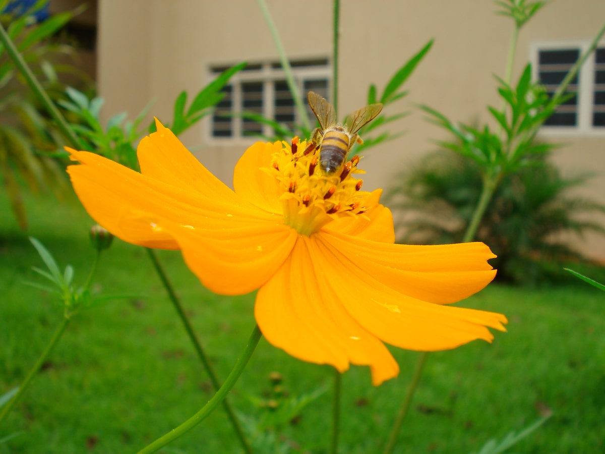 A honey bee on a flower in a residential backyard