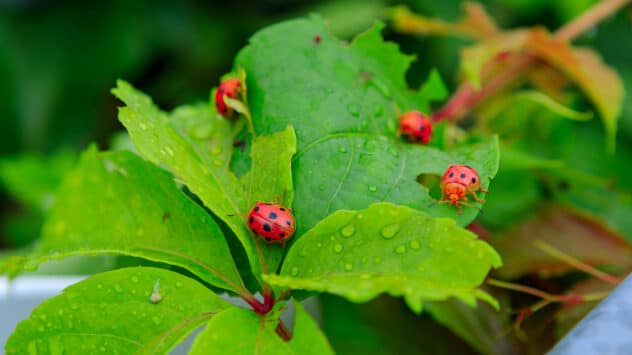 9 Good Bugs for Your Garden and How to Attract Them