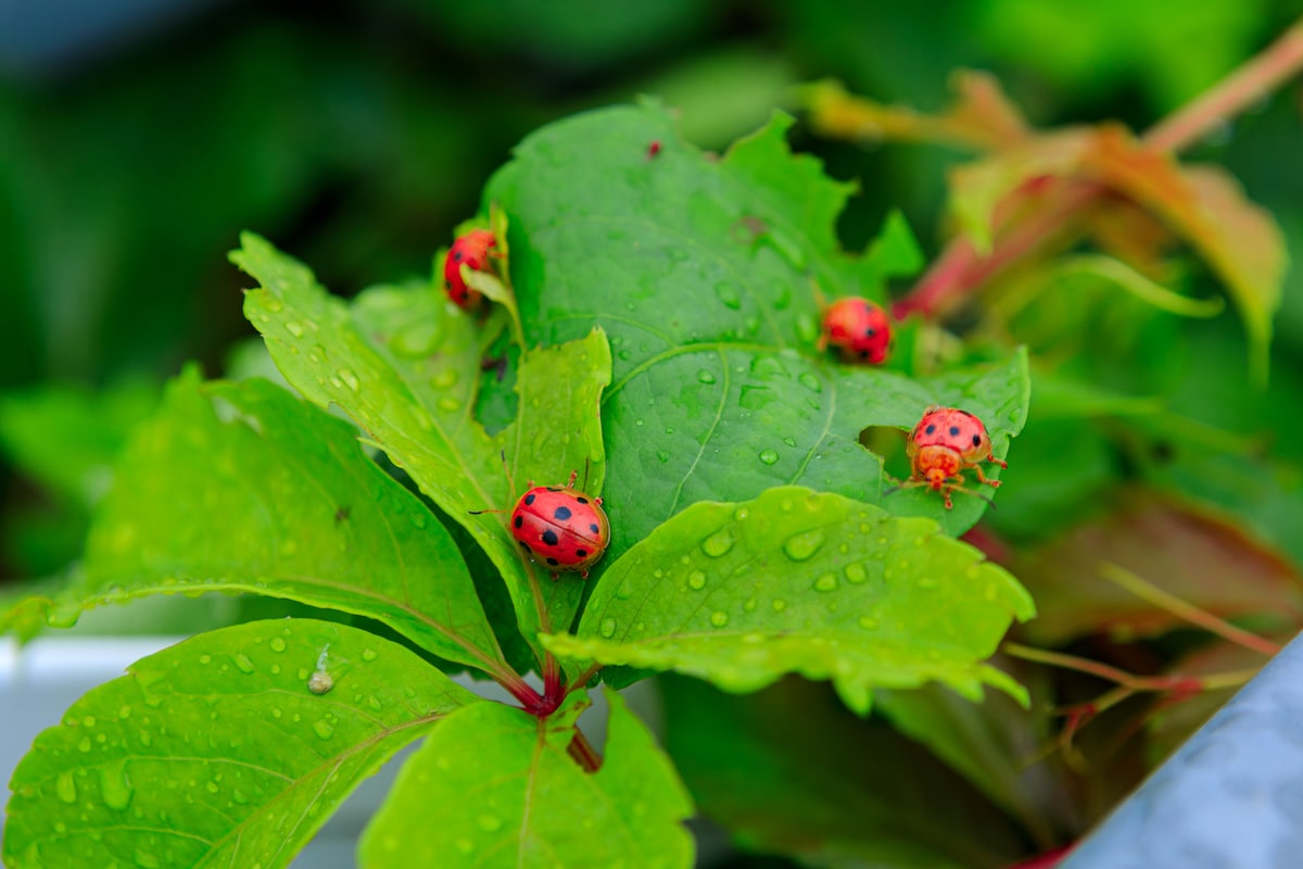 Ladybugs contribute to a healthy garden by feasting on a variety of pests