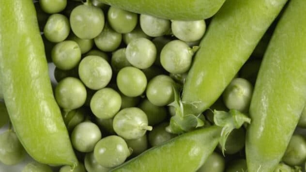 Scientists Developing ‘Flavorless Peas’ as Soy Substitute for Plant-Based Foods