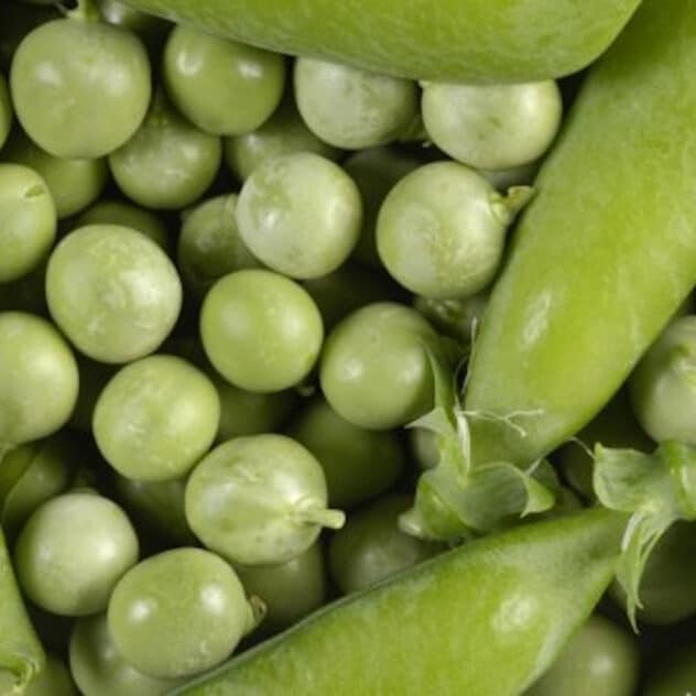 Scientists Developing ‘Flavorless Peas’ as Soy Substitute for Plant-Based Foods
