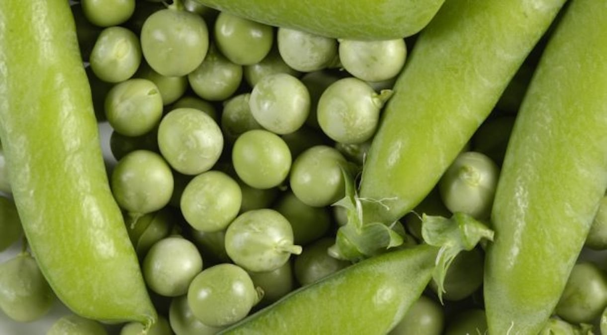 A closeup of peas and peapods from the John Innes Centre in the UK