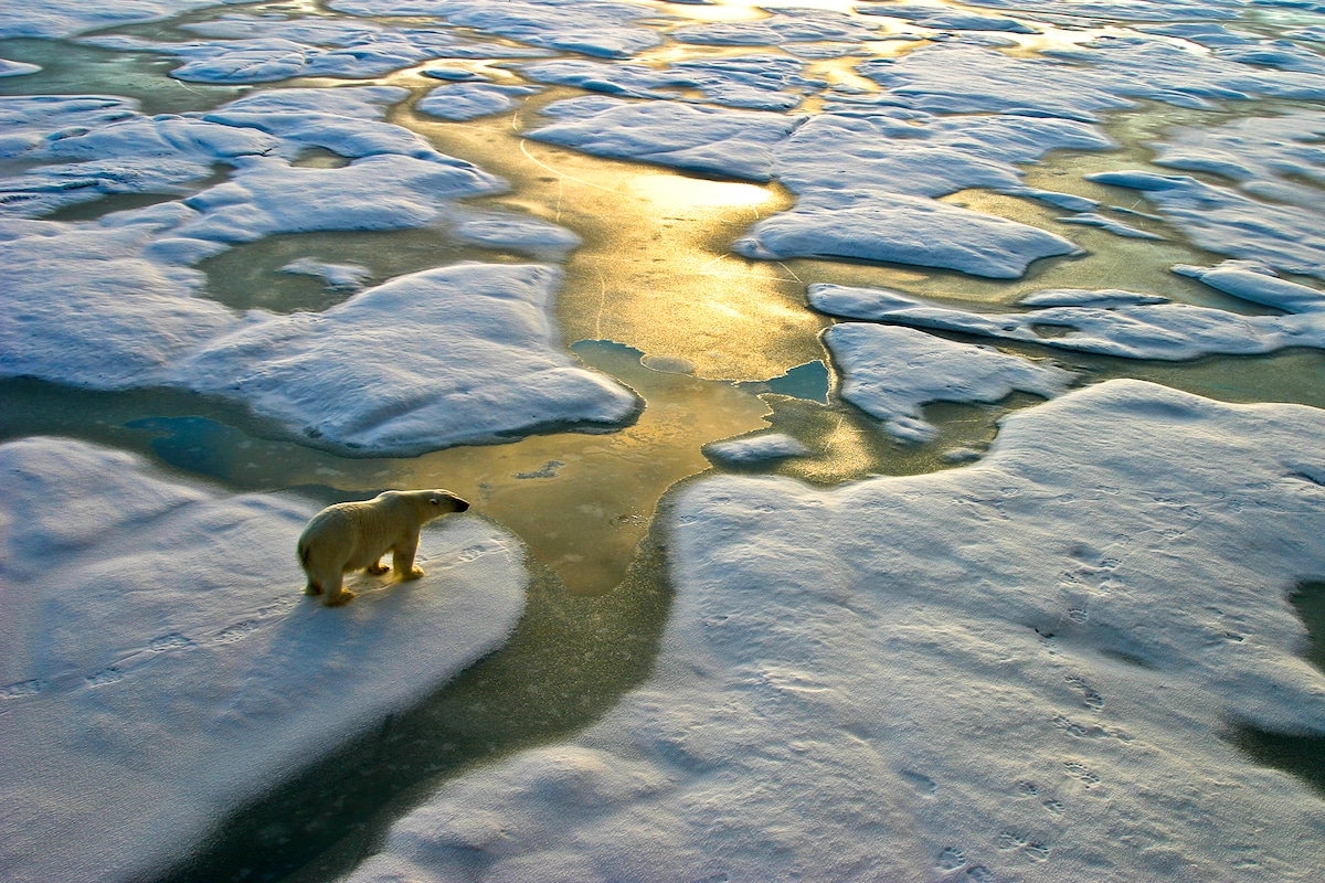 A polar bear on melting ice blocks separated by water