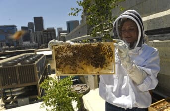 Increase in Urban Beekeeping Could Be Harming Wild Bees