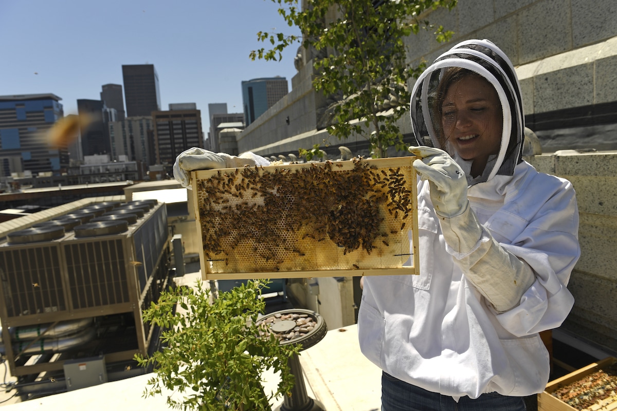 An urban beekeeper tends to hives on the roof of Union Station in Denver, Colorado
