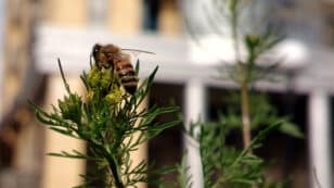 <strong>Urbanization Stresses Wild Bees, but Green Spaces Can Help</strong>