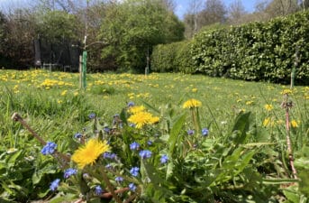 Scientists in UK Promote ‘No Mow May’