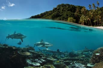Overfishing Is Pushing Coral Reef Sharks Toward Extinction, Study Finds