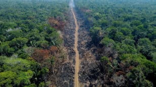 Amazon Rainforest: Brazil’s Lula Announces Plan to Stop Deforestation by 2030