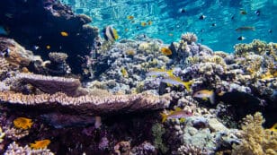 Artificial Light Is Another Way Human Activity Threatens Coral Reefs