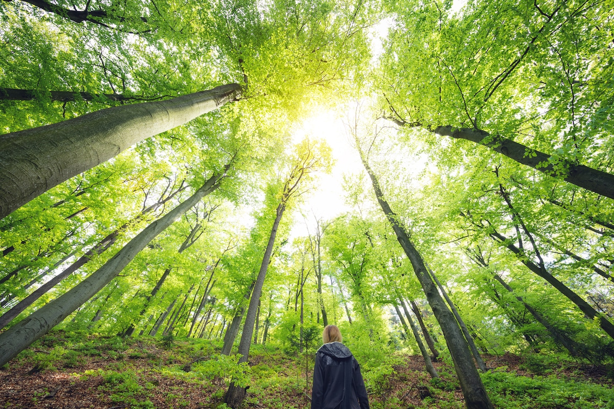 A woman stands in a forest under a canopy of green trees and sun