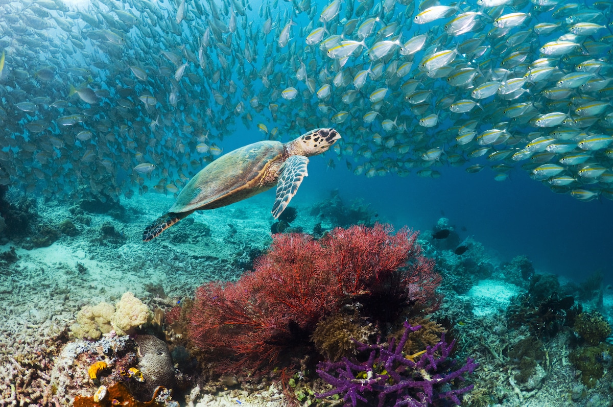 A hawksbill turtle swims over a coral reef in West Papua, Indonesia