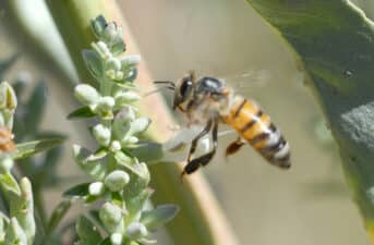 Honeybees Found to Be Less Effective Pollinators Than Native Species