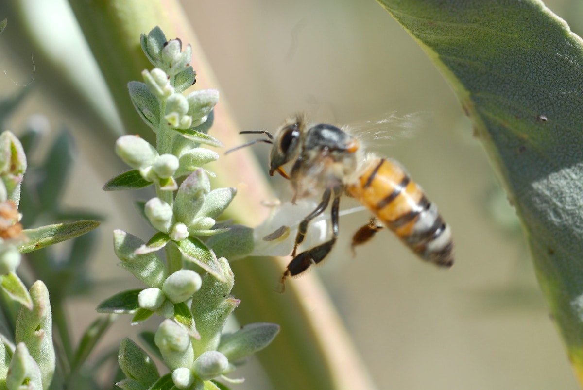A honeybee pollinates white sage at the San Diego National Wildlife Refuge