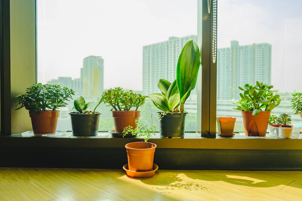 Indoor plants by a window with a view of a city
