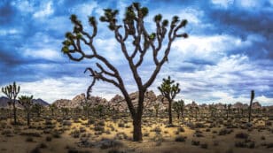 California Enacts Permanent Protections for Joshua Trees