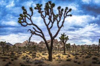 California Enacts Permanent Protections for Joshua Trees