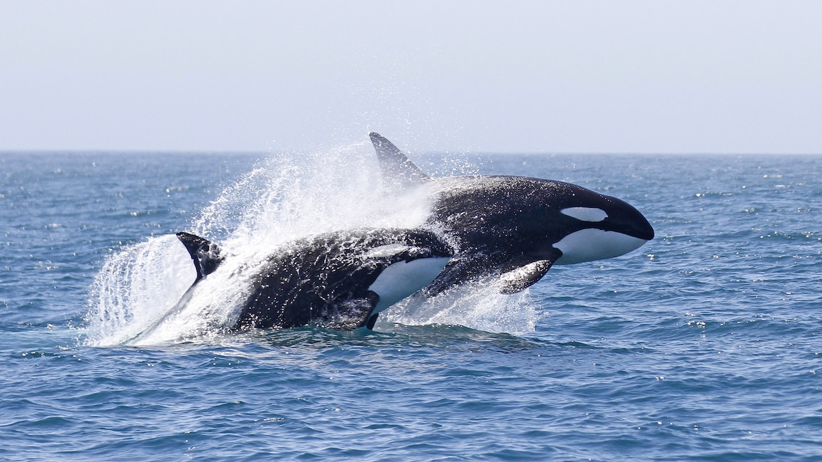 Two killer whales breaching in Monterey Bay, California