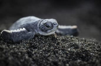 Microplastics Increase Sand Temperature, Impacting Sea Turtle Development, Study Finds