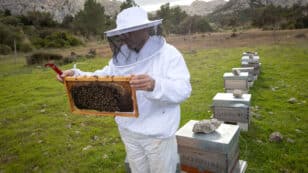 Organic Honey Bee Hives Can Be as Productive and Healthy as Conventional Hives, Study Finds
