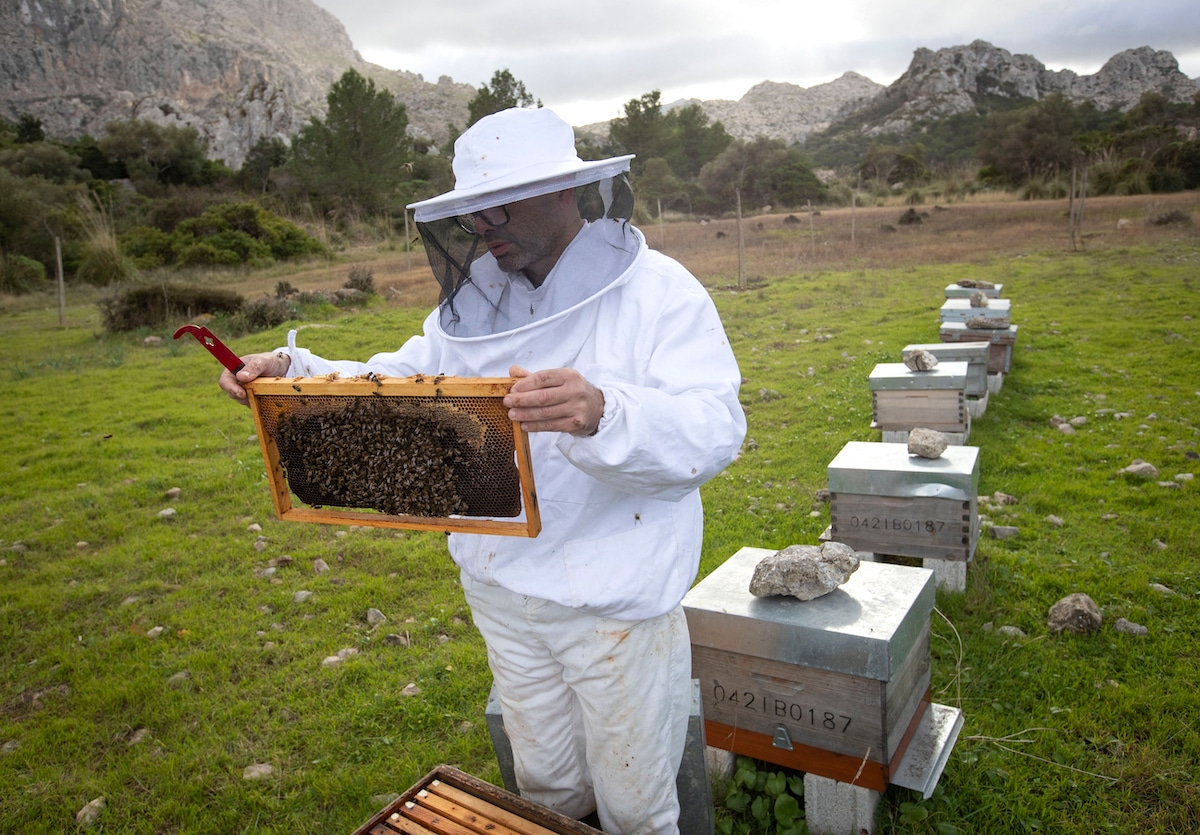 A beekeepr inspects beehives at an organic honey farm in Pollenca, Spain