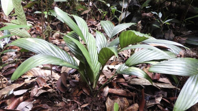 Rare Underground Flowering Palm Species Discovered in Borneo