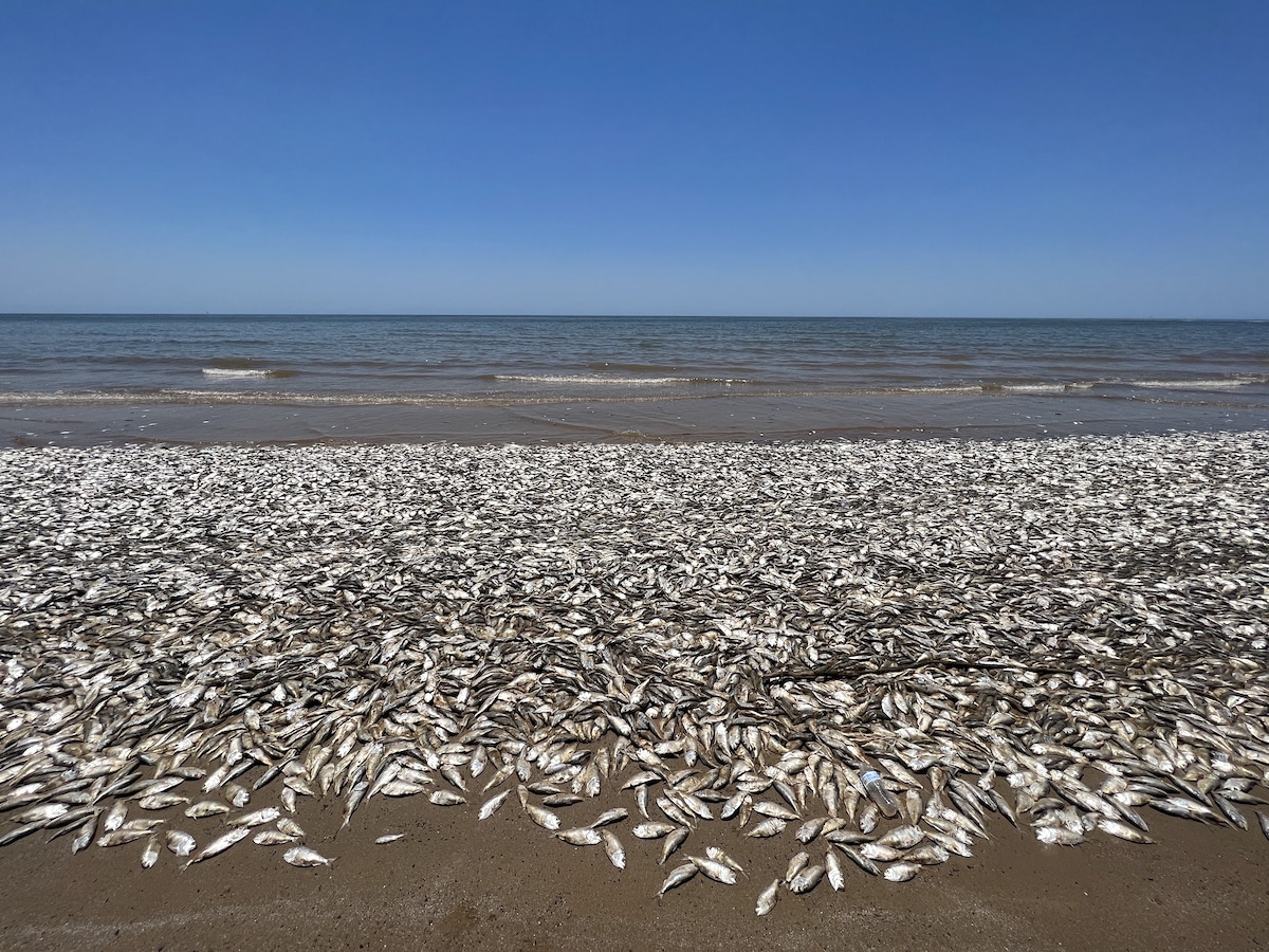 Thousands of fish have washed up dead on beaches along Texas’ Gulf Coast, including Quintana Beach