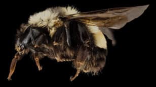 Scientists Complete Detailed Genome Map of Endangered Rusty Patched Bumble Bee