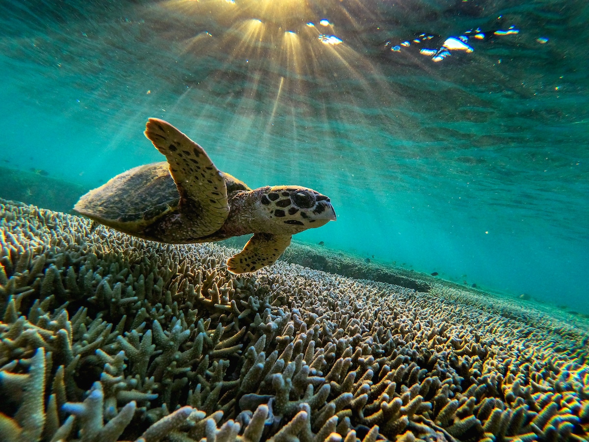 A green sea turtle swims among corals at Lady Elliot island in the Great Barrier Reef, Australia