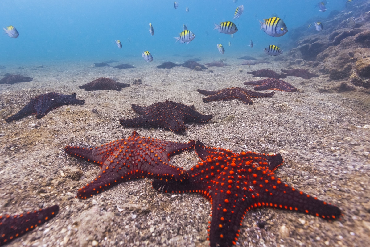 Ocean floor biodiversity at Bartolome Island, Galapagos Islands, Ecuador