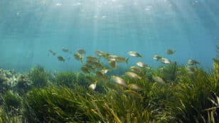Seagrass Meadows Decline in Every Climate Scenario in Stanford Study