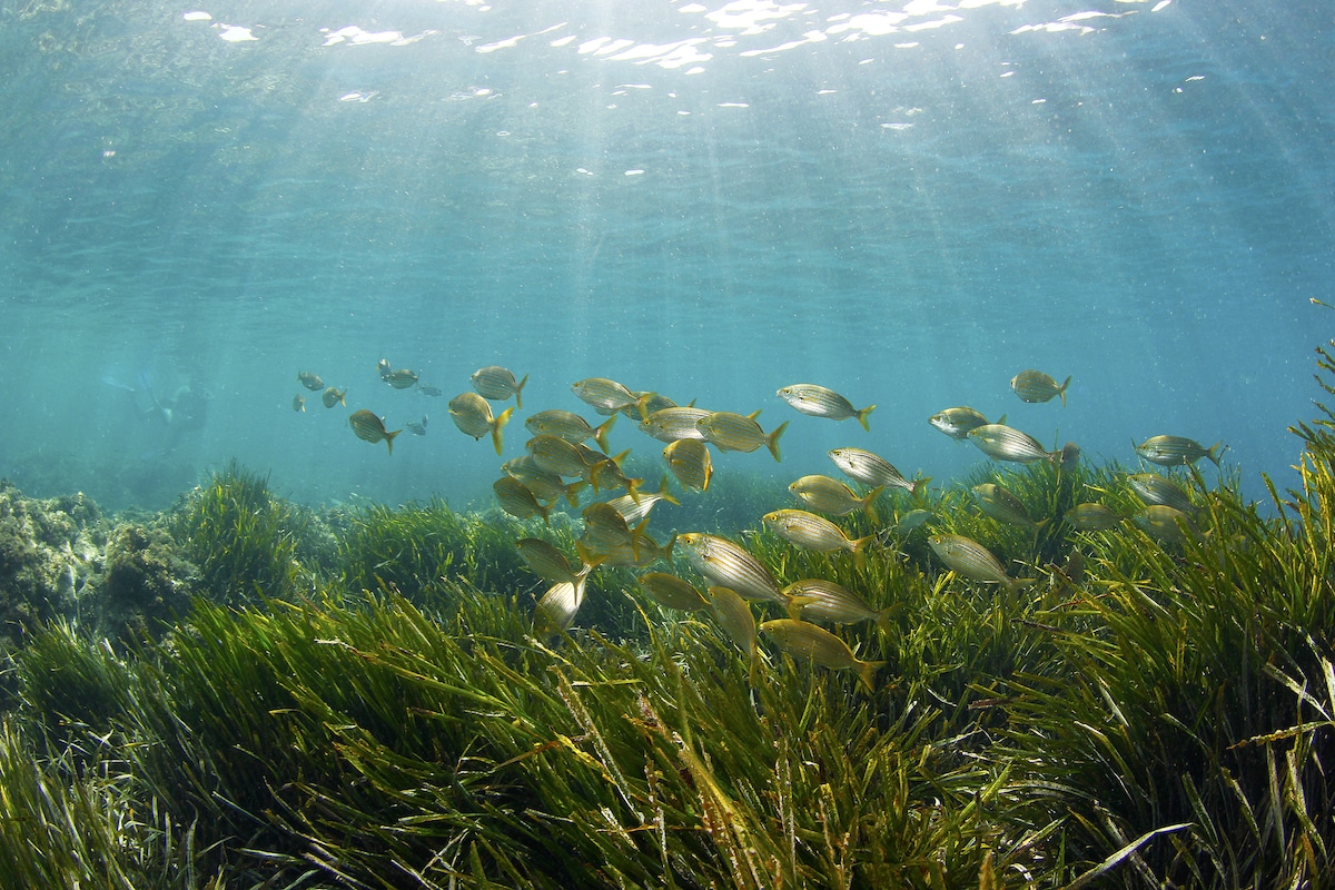 A school of fish on a seagrass bed in Spain