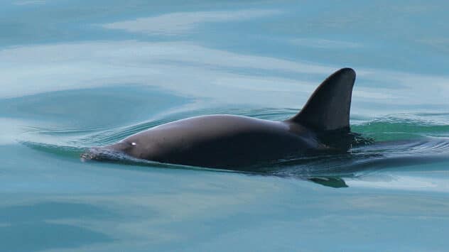 ‘Encouraging News’: Endangered Vaquitas Hanging On in Gulf of California, Expedition Finds