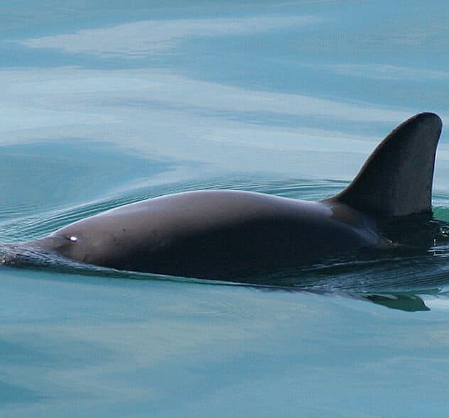 ‘Encouraging News’: Endangered Vaquitas Hanging On in Gulf of California, Expedition Finds