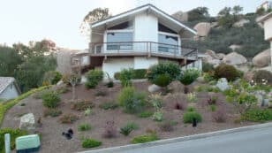 Xeriscaping: Everything You Need to Know