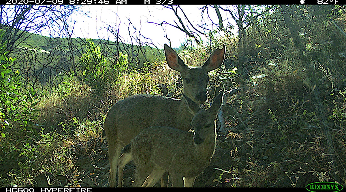 A doe and fawn in UC’s Hopland Research and Extension Center in July 2020