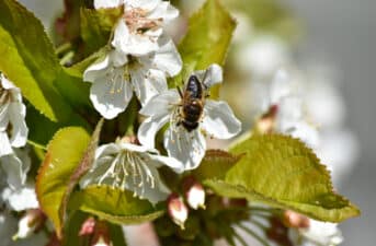 Wild Bees Emerge From Nests Earlier as Temperatures Rise, Causing ‘Mismatch’ With Flowering Plants, Study Finds