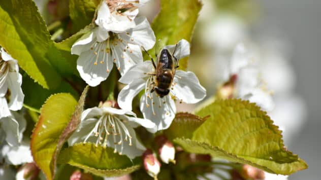 Wild Bees Emerge From Nests Earlier as Temperatures Rise, Causing ‘Mismatch’ With Flowering Plants, Study Finds