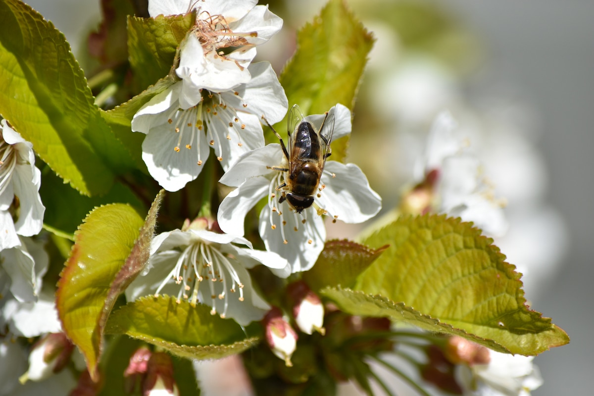 A bee pollinates a blossoming apple tree in Whitehaven, Cumbria, UK