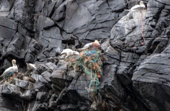 Birds Around the World Are Building Their Nests With Trash