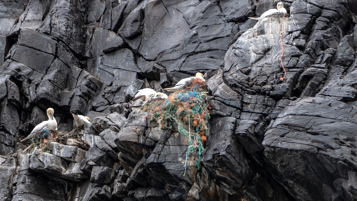 Gannet birds with nests built from plastic trash on a cliff in Norway