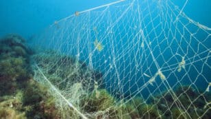 Coral Reefs Are Choking on Plastics
