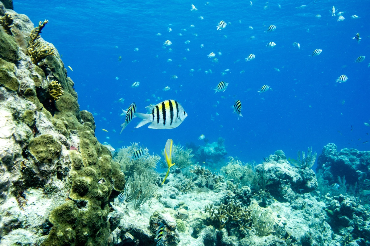 Colorful sergeant major fish (Abudefduf saxatilis) swim around a coral reef in Key West, Florida