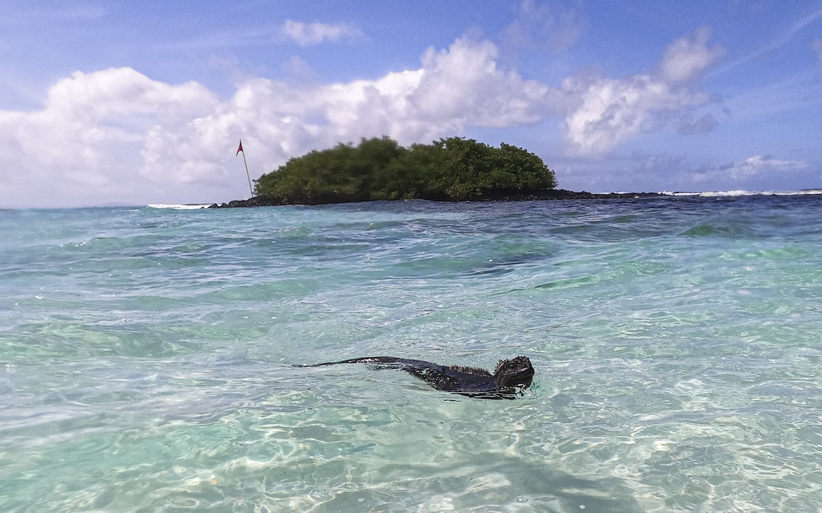 A marine iguana swims in Tortuga Bay at Santa Cruz Island in the Galapagos archipelago, Ecuador