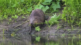 Beavers to Be Reintroduced to English Wetlands After 400 Years