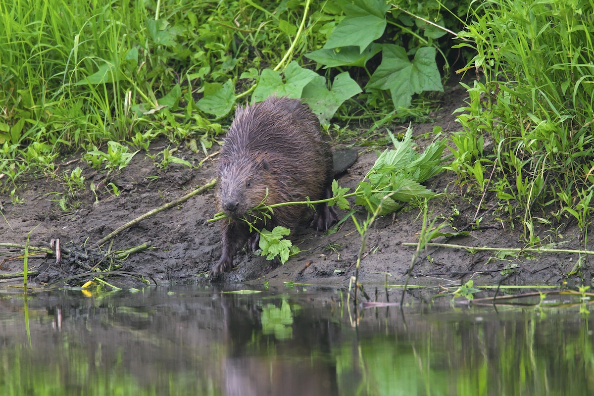 A Eurasian beaver on a pond bank dragging a plant to water