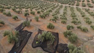 Heat Waves in Europe Threaten Olive Harvest for Second Consecutive Year