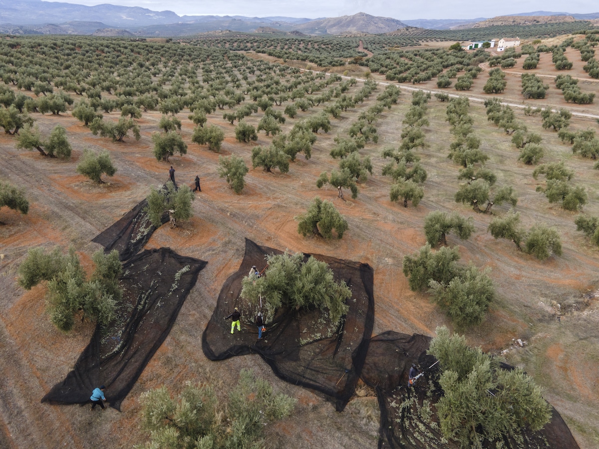Aerial view of workers shaking olive trees during a harvest diminished by heat and drought in Jaen, Spain in 2022