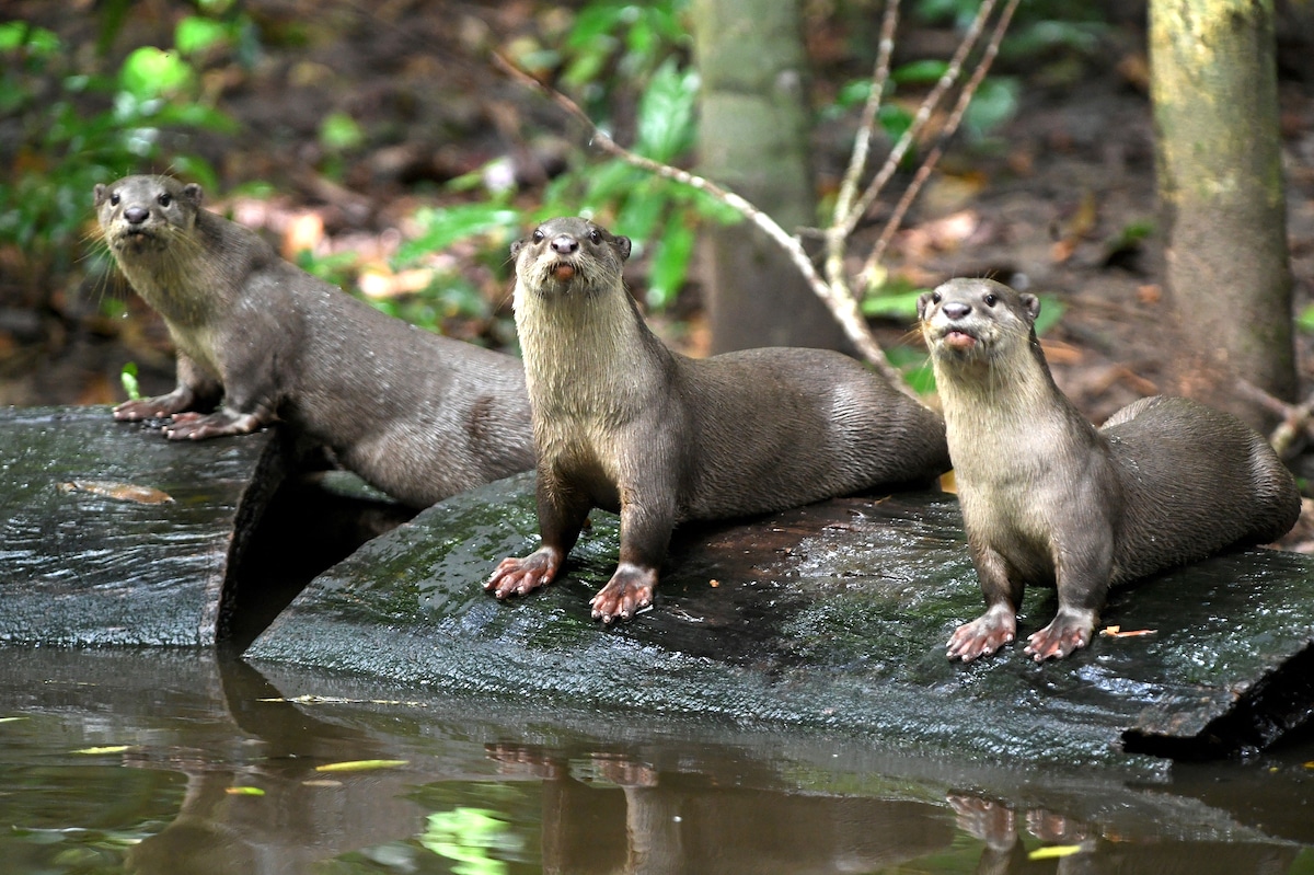 Otters in the forest at Angkor Park in Cambodia