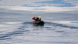 Seabird Die-Offs Linked to Marine Heat Waves